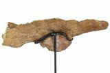 Fossil Theropod (Troodon?) Ilium - Montana #113083-4